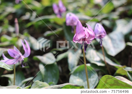 [Hyogo Prefecture] Hikamicho, Tamba City, a flower of an erythronium that shines in the spring morning sun 75756496
