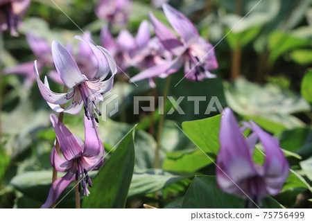 [Hyogo Prefecture] Hikamicho, Tamba City, a flower of an erythronium that shines in the spring morning sun 75756499