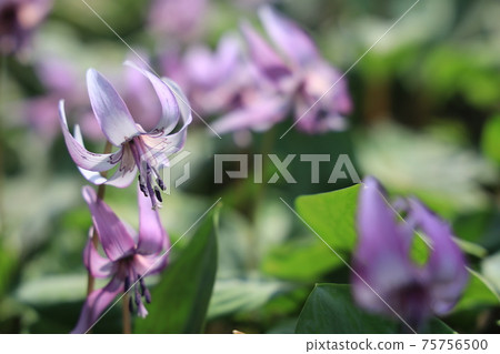 [兵庫縣]丹波市比上町，在春天的早晨的陽光下發光的赤ery花 75756500