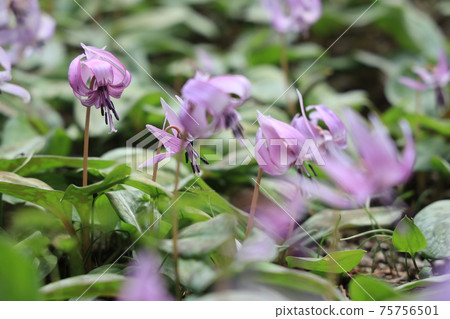 [Hyogo Prefecture] Hikamicho, Tamba City, a flower of an erythronium that shines in the spring morning sun 75756501