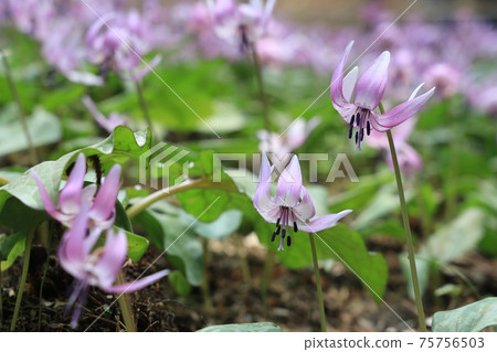 [兵庫縣]丹波市比上町，在春天的早晨的陽光下發光的赤ery花 75756503