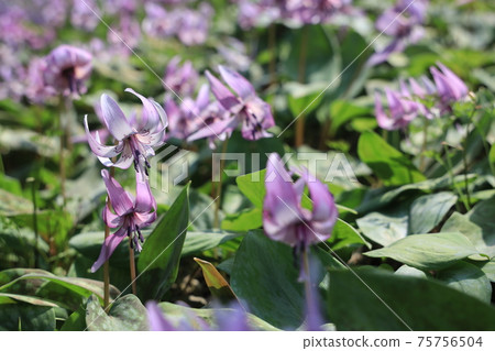 [兵庫縣]丹波市比上町，在春天的早晨的陽光下發光的赤ery花 75756504
