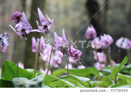 [兵庫縣]丹波市比上町，在春天的早晨的陽光下發光的赤ery花 75756505