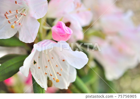 A flower of Kisakusa 75756905