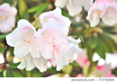 Kisakusa花 75756909