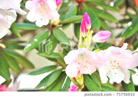 Kisakusa花 Kisakusa花 75756910