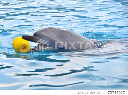 Dolphin Dolphin 75757027