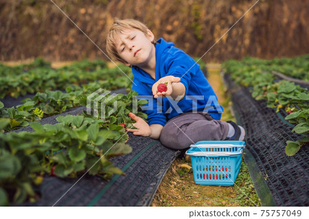 Happy boy on organic strawberry farm in summer, picking strawberries Happy boy on organic strawberry farm in summer, picking strawberries 75757049