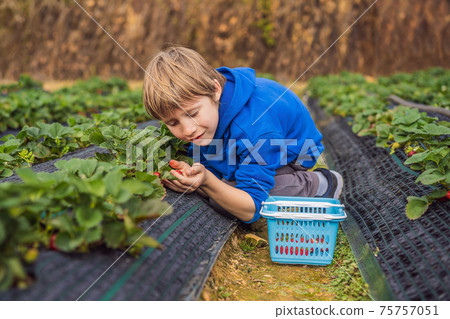 Happy boy on organic strawberry farm in summer, picking strawberries Happy boy on organic strawberry farm in summer, picking strawberries 75757051