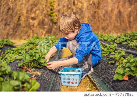 Happy boy on organic strawberry farm in summer, picking strawberries Happy boy on organic strawberry farm in summer, picking strawberries 75757053