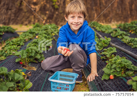 Happy boy on organic strawberry farm in summer, picking strawberries Happy boy on organic strawberry farm in summer, picking strawberries 75757054