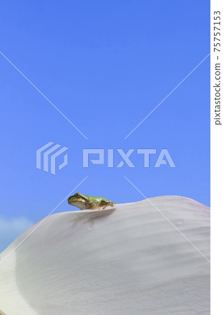 Lotus flower and frog Lotus flower and frog 75757153