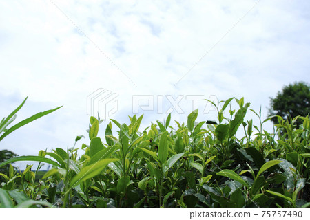 Tea leaves and sky seen from below Tea leaves and sky seen from below 75757490