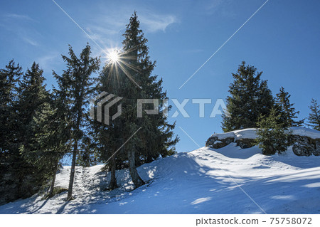 Coniferous trees with sun, Poludnica, Low Tatras, Slovakia 75758072