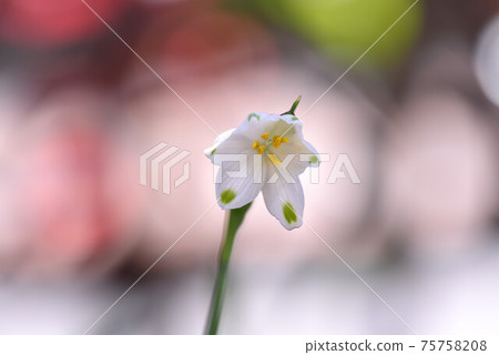 雪花 75758208