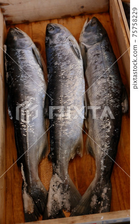 Teradomari魚市場展示新卷三文魚 Teradomari魚市場展示新卷三文魚 75758229