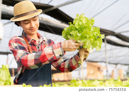 Beautiful young farmer Asian woman is checking the Organic vegetable farm in a hydroponic Beautiful young farmer Asian woman is checking the Organic vegetable farm in a hydroponic 75758358