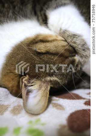 Cats in sleep 75758946