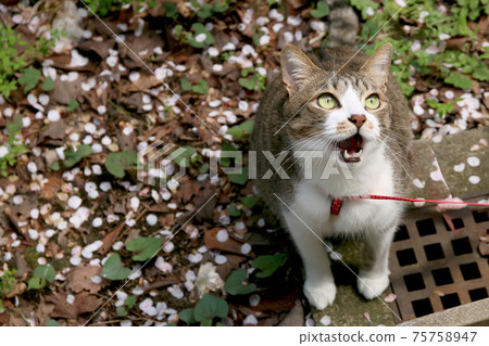 Cat to sue 75758947