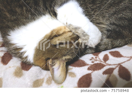 Cats in sleep 75758948