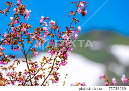 Tsugaike Natural Garden [長野縣]初夏盛開的野櫻桃花 75758989