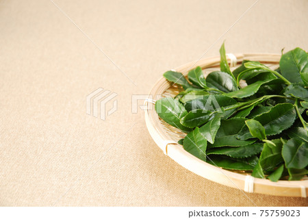 Tea leaves on a colander 75759023