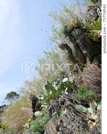 Manarola cactus in Cinque Terre, Italy 75759048