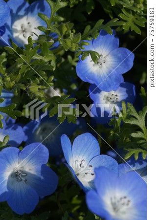 Nemophila 75759181