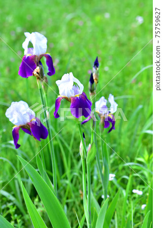 Colorful German iris 75759627