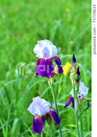 Colorful German iris 75759634