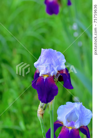 Colorful German iris 75759636