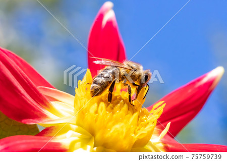 A bee working on a garden flower. 75759739