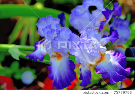 Colorful German iris Colorful German iris 75759796