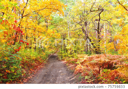 Road in autumn forest 75759833