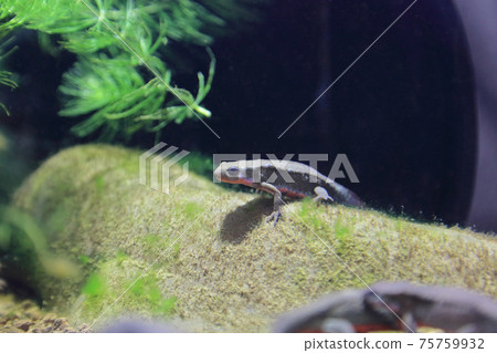 日本火肚new在水族館 75759932