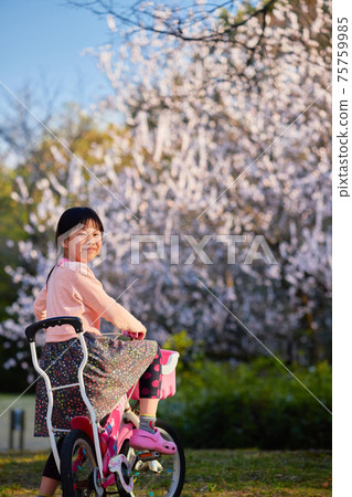 一個可愛的孩子在公園裡騎著自行車在春天盛開的梅花 75759985