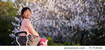 一個可愛的孩子在公園裡騎著自行車在春天盛開的梅花 75759986