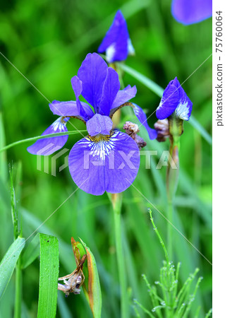 藍紫色鳶尾 藍紫色鳶尾 75760064