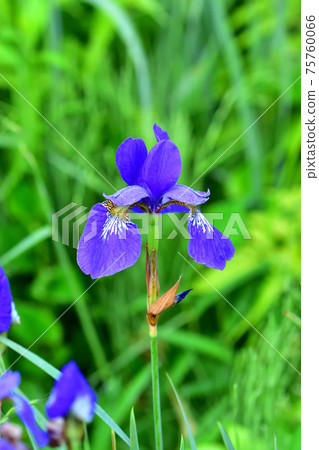 藍紫色鳶尾 藍紫色鳶尾 75760066