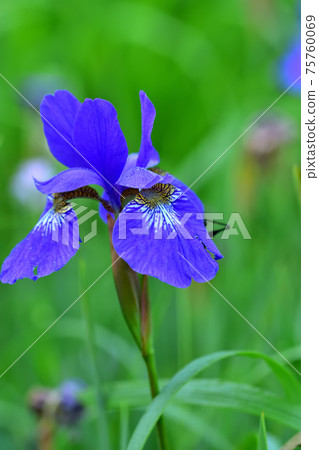 藍紫色鳶尾 藍紫色鳶尾 75760069