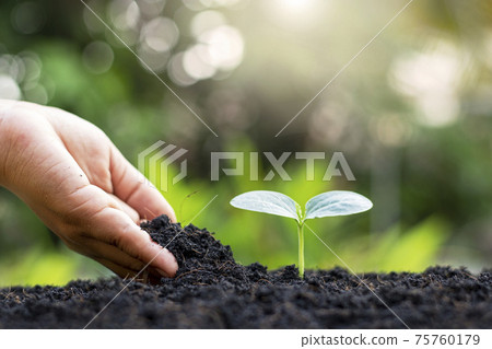 Farmers' hands are planting seedlings on the ground, including a blurred green nature backdrop, forestry concepts and environmental protection. 75760179