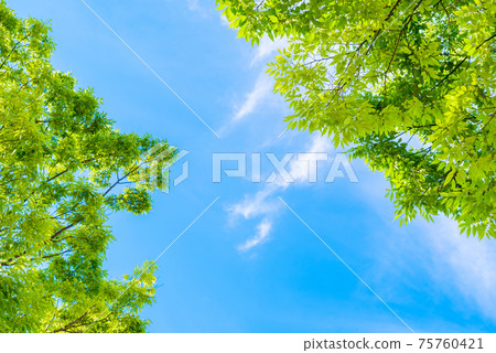 Fresh green blue sky background material image looking up Fresh green blue sky background material image looking up 75760421