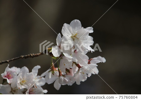 Cherry blossoms Cherry blossoms 75760804