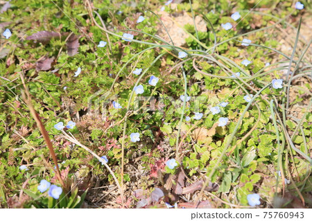 Spring field Cat's Eye flower 75760943