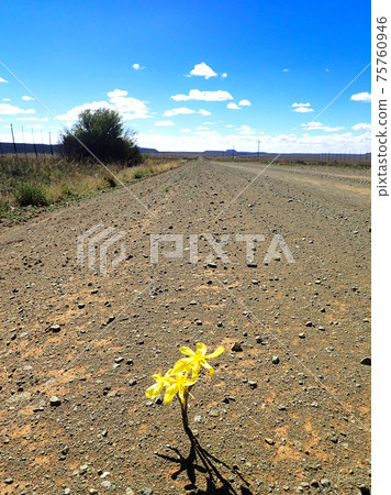 開花在原野的黃色花 75760946