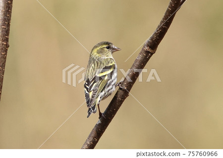 Mahiwa female 75760966