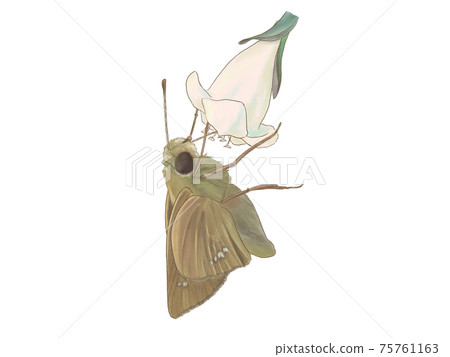 Parnara guttata吮吸白花蜜 75761163