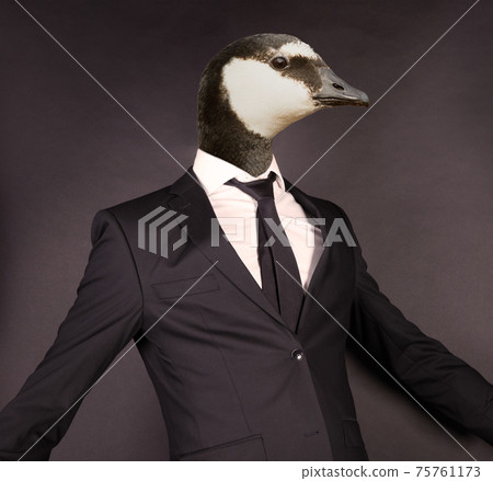 Barnacle goose head in a black suit Barnacle goose head in a black suit 75761173