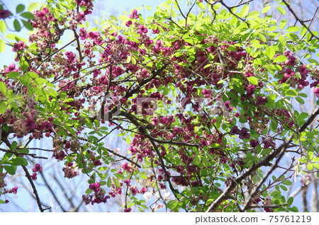 Akebi flower in full bloom Akebi flower Kidori flower 75761219