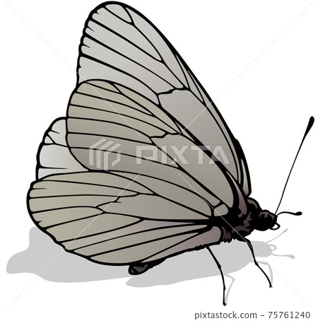 Black-veined White Butterfly 75761240